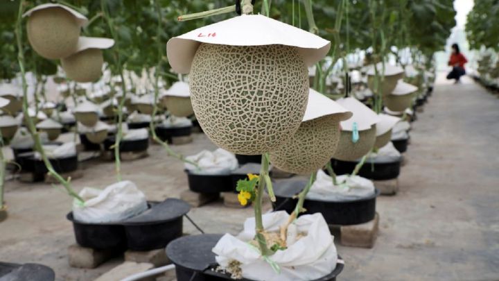 Los melones japoneses reciben masajes y escuchan música clásica para mejorar su sabor