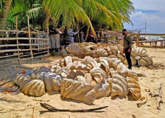 Las conchas gigantes fosilizadas que valen 20 millones de euros