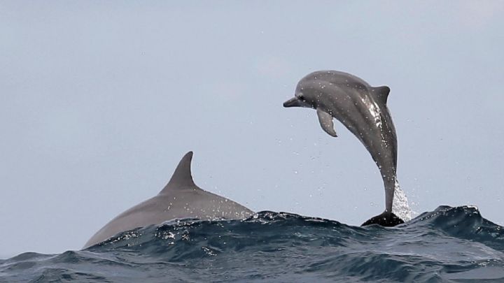 La cualidad de los delfines que se creía única en humanos