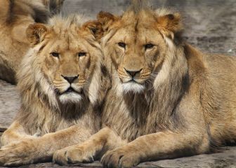 Ocho leones dan positivo por coronavirus