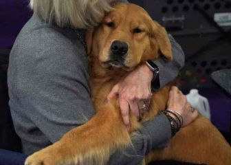 Las razas de perros más cariñosos: ¿cuáles son y en qué habilidades destacan?