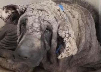 Rescatan a un perro que