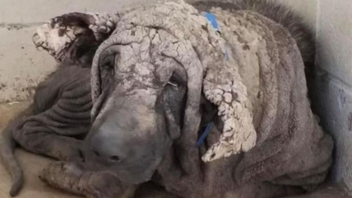 Rescatan a un perro que "parecía una estatua"