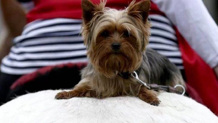 Condenan a una peluquería canina por perder un perro