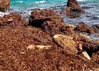 El alga invasora que amenaza las costas de España
