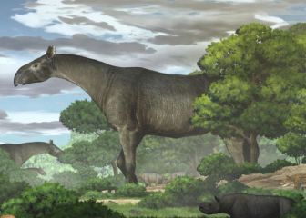 Descubren una nueva especie de rinoceronte gigante