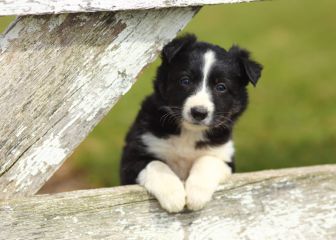 Las razas de perros más fáciles de educar: ¿cuáles son las más dóciles para adiestrar?