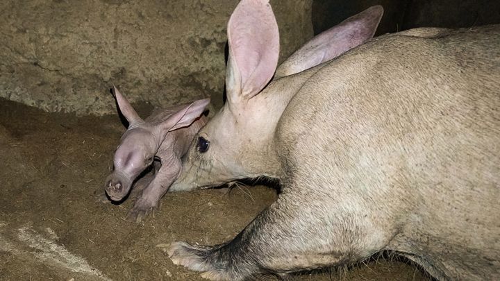 Nace un cerdo hormiguero en Valencia