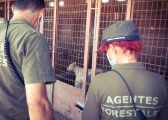 Macabro hallazgo en una finca: 15 cachorros muertos y 87 perros heridos y malnutridos