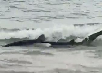 Un tiburón desorientado aparece en la playa de Benidorm