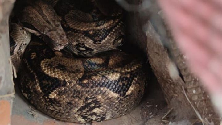 Localizan la boa constrictor que se escapó de una casa en Palencia