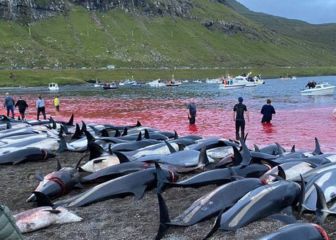 Matan a 1.400 delfines en Islas Feroe