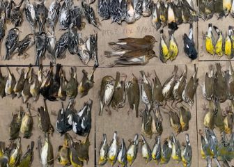 Cientos de pájaros cantores mueren al estrellarse con un rascacielos
