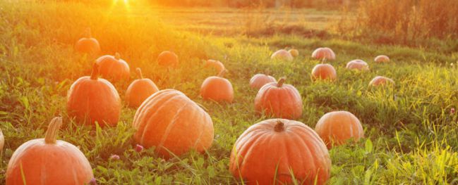 calabaza octubre