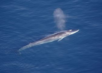 Encuentran muerto al segundo animal más grande del mundo: mide más de 18 metros