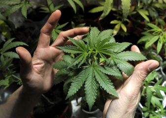 Esta es la propuesta que legaliza el cannabis