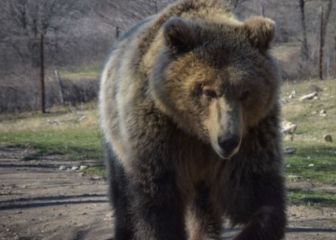 Un cazador abate a una osa tras recibir mordeduras graves y ser arrastrado 15 metros