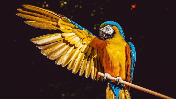 El motivo por el que las aves tienen distintos colores