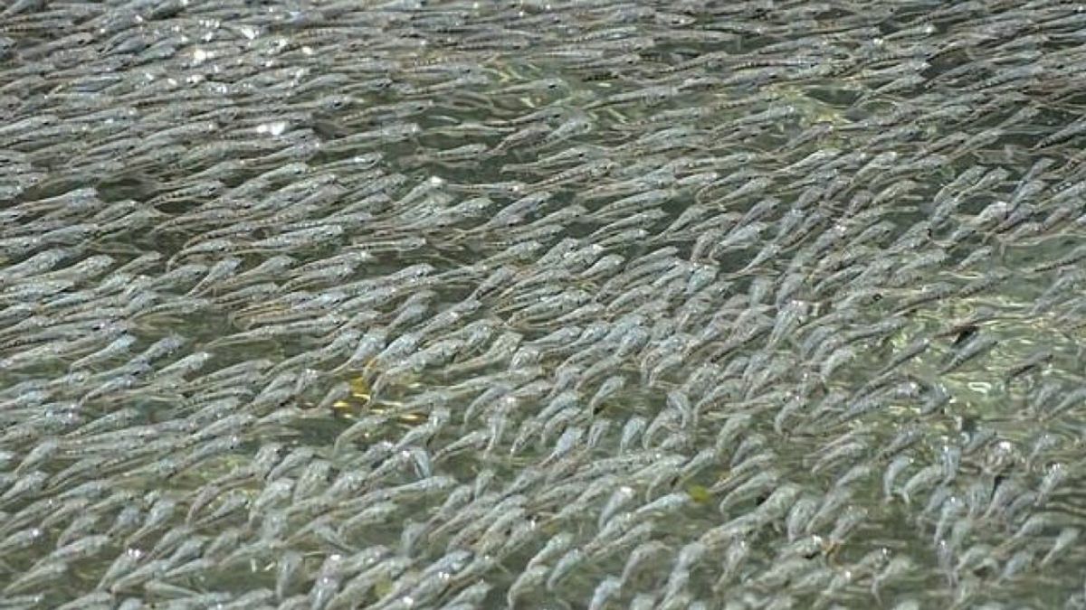 Los Peces Que Crean Olas Para Espantar Al Enemigo AS