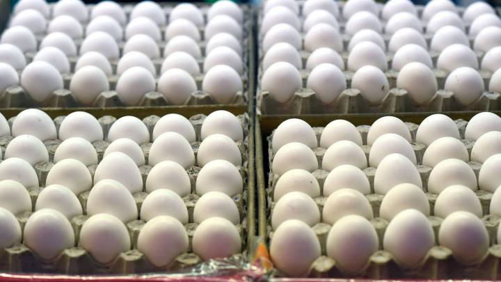 Norway egg disaster