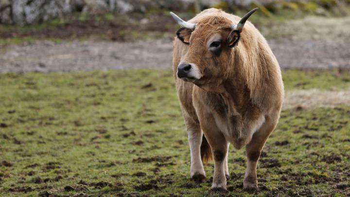 Goalkeeper has run-in with escaped cow as Scottish side face injury crisis