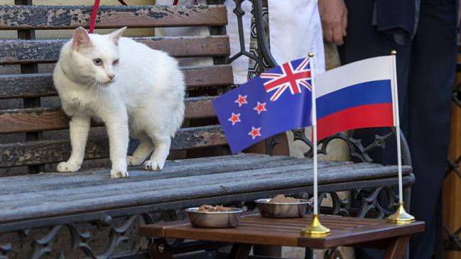Achilles the cat prepares for role as World Cup 2018 psychic