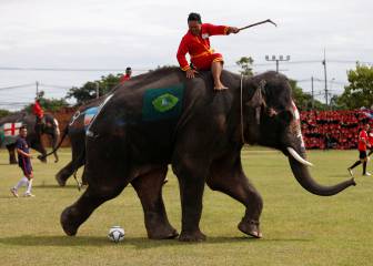 Elephants kick-off World Cup fever in Thailand