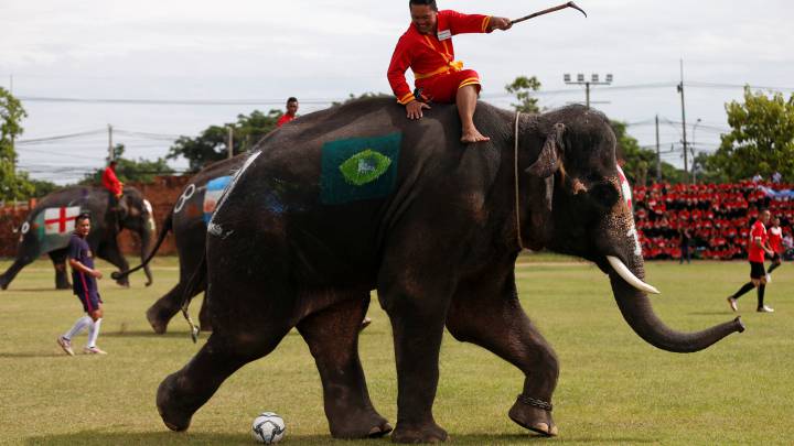 Elephants kick-off World Cup fever in Thailand