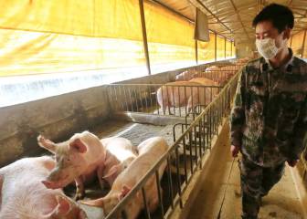 Swine flu virus in China: what is G4 EA H1N1?