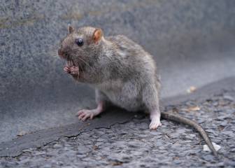 What is the bubonic plague, its symptoms and how it spreads?