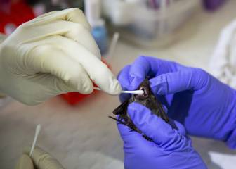 Scientists dismiss theory that coronavirus was developed in Chinese labs