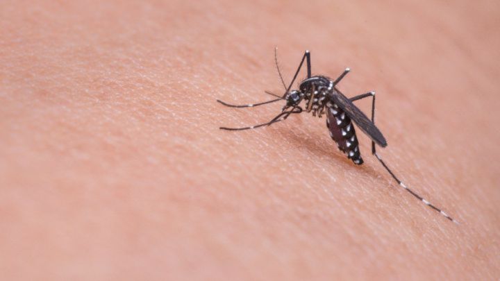 New science explains why mosquitoes prefer some people over others