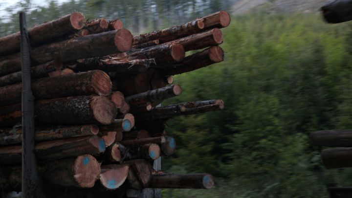 Why are houses in the United States made out of wood?