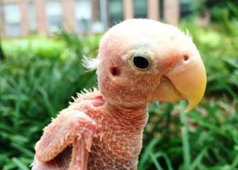 Rhea, el agaporni sin plumas del que ya te has enamorado