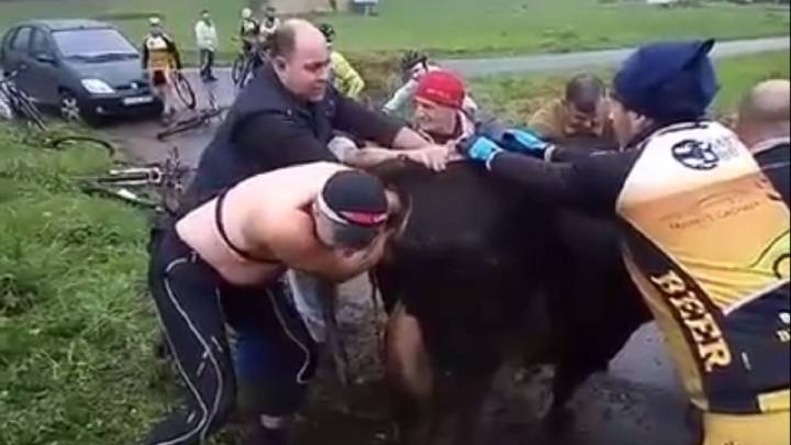 Cómo convertirse en héroes: unos ciclistas gallegos ayudan a parir a una vaca en apuros