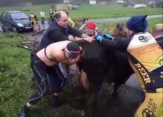 Cómo convertirse en héroes: unos ciclistas gallegos ayudan a parir a una vaca en apuros