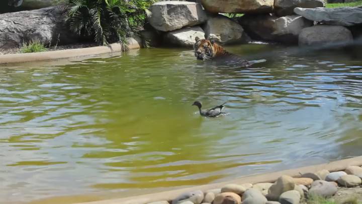 Un pato muy veloz humilla a un tigre de Sumatra