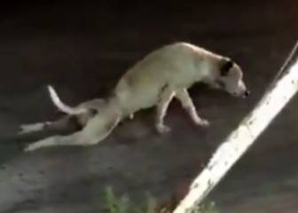 ¿Se ha ganado este perro un Óscar por su interpretación?