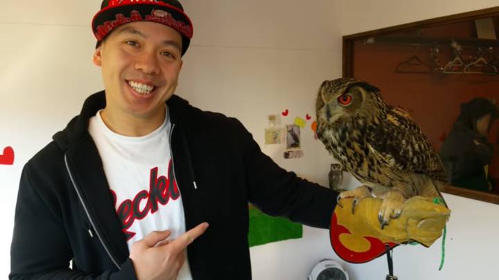 Ida de olla japonesa: cafeterías con búhos como mascotas
