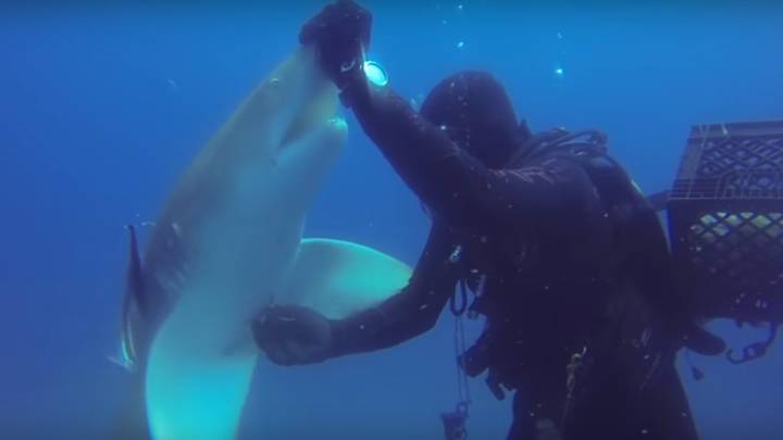 vídeo tiburones
