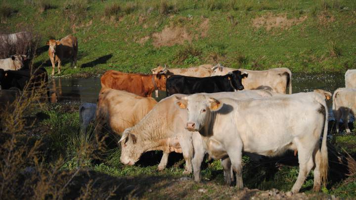 Un ganadero asturiano regala sus vacas porque está hasta los coj**** de que no le hagan caso