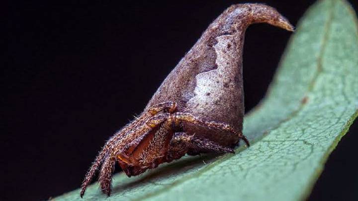 Una araña como el sombrero seleccionador de Harry Potter, en el Top-10 de nuevas especies