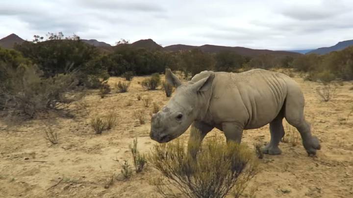 Aventurero Jon Watson se ha dado una vuelta con un pequeño rinoceronte en Sudáfrica