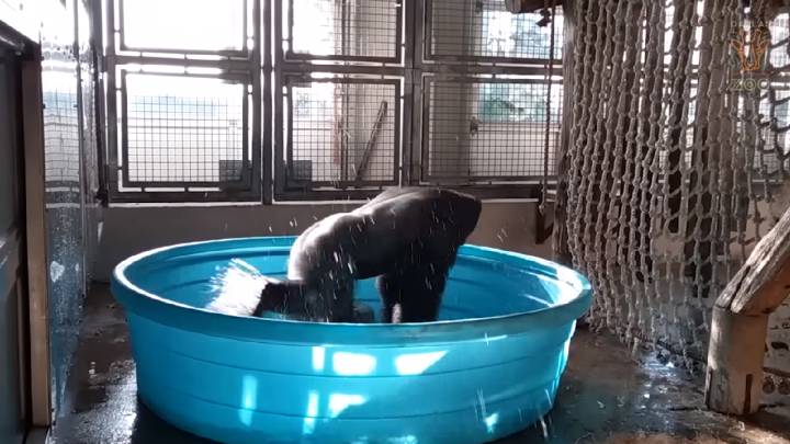 Este gorila bailando 'breakdance' en una piscina será lo más divertido que verás hoy