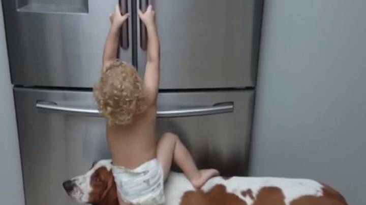 Este 'peque' es muy espabilado: abre el frigorífico con la ayuda de su perro