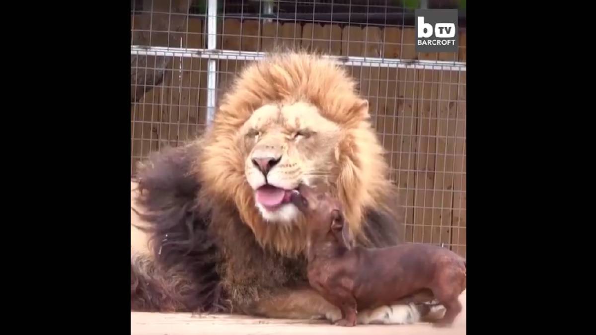 Este perro se hace amigo de un león y le lame el hocico