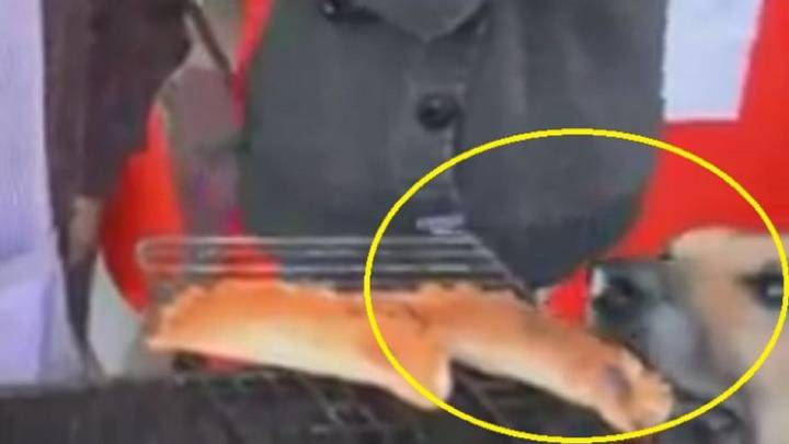 El perro empanada: el último animal viral y el problema de los canes abandonados en Chile