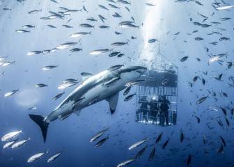 Este enorme tiburón blanco acechó a un grupo de submarinistas en México