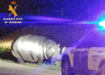 Un hipopótamo siembra el pánico en Badajoz tras escaparse de un circo