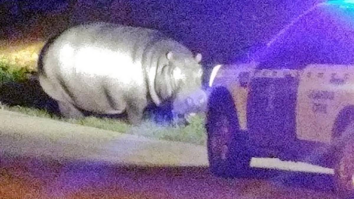 Un hipopótamo siembra el pánico tras escaparse de un circo